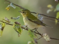 Tennessee Warbler - Lake Barkley WMA, Dover,  Stewart County, October 5, 2020