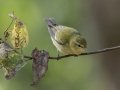 Tennessee Warbler - Lake Barkley WMA, Dover,  Stewart County, October 5, 2020