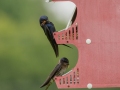 Purple Martin Nesting Site - Robertson County, Private Residence, July 1, 2020