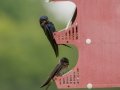 Purple Martin Nesting Site - Robertson County, Private Residence, July 1, 2020