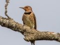 Northern Flicker (Yellow-shafted) - Bells Bend Park, Nashville, Davidson County, December 11, 2020