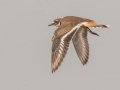 Killdeer - Cross Creeks NWR, Dover,  Stewart County, October 8, 2020