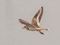 Killdeer - Cross Creeks NWR, Dover,  Stewart County, October 8, 2020