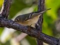 Ruby-crowned Kinglet -Lake Barkley WMA, Dover,  Stewart County, October 5, 2020