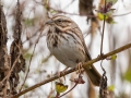 Song Sparrow - Cross Creeks Headquarters, Dover, Stewart County, October 26, 2020