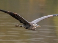 Great Blue Heron - Cross Creeks NWR, Dover,  Stewart County, October 8, 2020