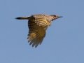 Northern Flicker (Yellow-Shafted) - Bells Bend Outdoor Center, Nashville, Davidson County, October 17, 2020