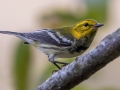 Black-throated Green Warbler (male) - Cross Creeks NWR, Dover,  Stewart County, October 8, 2020