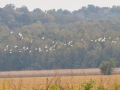 American White Pelicans- Cross Creeks NWR, Dover,  Stewart County, October 8, 2020