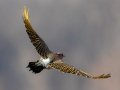Northern Flicker - Yellow-shafted - Liberty Park and Marina, Clarksville, Montgomery County, December 16, 2020