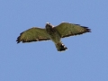 Broad-winged Hawk - Land Between the Lakes (TN)--South Welcome Station , Stewart County, September 6, 2020