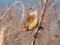 Carolina Wren - Liberty Park and Marina, Clarksville, Montgomery County, December 16, 2020