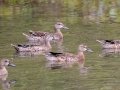 Blue-winged Teal Ducks (eclipse plumage) -  Stewart County, Barkley Wildlife Management Area, Aug 27, 2020