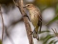 Yellow-rumped Warbler (Mrytle) - Cross Creeks NWR, Dover,  Stewart County, October 8, 2020