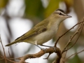 Red-eyed Vireo - Cross Creeks NWR, Dover,  Stewart County, October 8, 2020