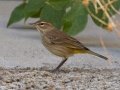 Palm Warbler - Bells Bend Outdoor Center, Nashville, Davidson County, October 17, 2020