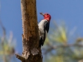 Red-headed Woodpecker - Lake Barkley WMA, Dover,  Stewart County, October 5, 2020