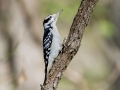 Hairy Woodpecker - River Rd, Dover, Stewart County, October 31, 2020