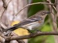 Yellow-rumped Warbler (Mrytle) - Lake Barkley WMA, Dover,  Stewart County, October 8, 2020