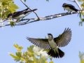 Eastern Kingbird - Liberty Park, Montgomery County, August 04, 2020