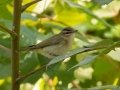 Red-eyed Vireo - Lake Barkley WMA, Dover,  Stewart County, October 5, 2020