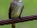 Eastern Wood-Pewee - Land Between the Lakes (TN)--South Welcome Station , Stewart County, September 6, 2020