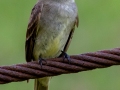 Eastern Wood-Pewee - Land Between the Lakes (TN)--South Welcome Station , Stewart County, September 6, 2020