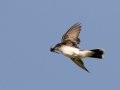 Eastern Kingbird - Liberty Park, Montgomery County, August 04, 2020