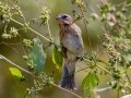 Rose-breasted Grosbeak - Lake Barkley WMA, Dover,  Stewart County, October 5, 2020