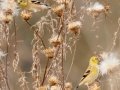 American Goldfinches - Bells Bend Park, Nashville, Davidson County, December 11, 2020