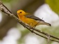 Prothonotary Warbler - Stewart County, Barkley Wildlife Management Area, Aug 27, 2020