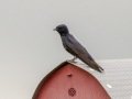 Purple Martin (male) - Robertson County, Private Residence, July 1, 2020