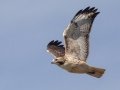 Red-tailed Hawk - River Rd, Dover, Stewart County, October 31, 2020