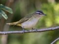 Red-eyed Vireo - Lake Barkley WMA, Dover,  Stewart County, October 5, 2020