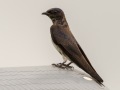 Purple Martin (female) - Robertson County, Private Residence, July 1, 2020