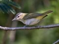 Red-eyed Vireo - Lake Barkley WMA, Dover,  Stewart County, October 5, 2020