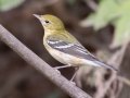 Bay-breasted Warbler- Lake Barkley WMA, Dover,  Stewart County, October 9, 2020