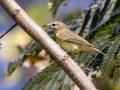 Philadelphia Vireo - Lake Barkley WMA, Dover,  Stewart County, October 5, 2020