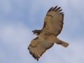Red-tailed Hawk - River Rd, Dover, Stewart County, October 31, 2020