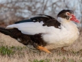 Muscovy Duck - Liberty Park and Marina, Clarksville, Montgomery County, December 16, 2020