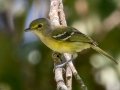 White-eyed Vireo - Land Between the Lakes (TN)--South Welcome Station , Stewart County, September 6, 2020