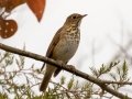Hermit Thrush - Bells Bend Park, Nashville, Davidson County, December 11, 2020