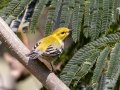 Black-throated Green Warbler - Lake Barkley WMA, Dover,  Stewart County, October 5, 2020