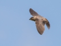 Purple Martin (female) - Robertson County, Private Residence, July 10, 2020