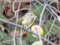 White-eyed Vireo - Lake Barkley WMA, Dover,  Stewart County, October 9, 2020