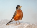 American Robin - Liberty Park and Marina, Clarksville, Montgomery County, December 16, 2020
