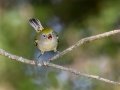 Chestnut-sided Warbler (Begs to be fed) - Land Between the Lakes (TN)--South Welcome Station , Stewart County, September 6, 2020