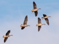 Greater White-fronted Geese, Tennessee NWR--Swamp Creek Road, Henry County, October 31, 2020
