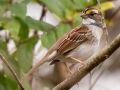 White-throated Sparrow - Bells Bend Park, Nashville, Davidson County, December 11, 2020