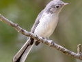 Blue-gray Gnatcatcher - Land Between the Lakes (TN)--South Welcome Station , Stewart County, September 6, 2020